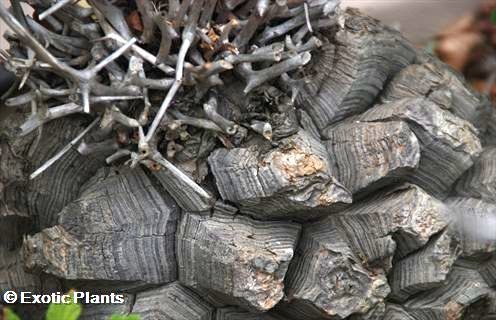 Dioscorea elephantipes Schildkrötenpflanze Elefantenfuß Samen