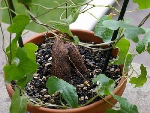 Dioscorea rupicola Felsen-Schildkrötenpflanze Samen