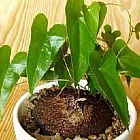 Dioscorea elephantipes