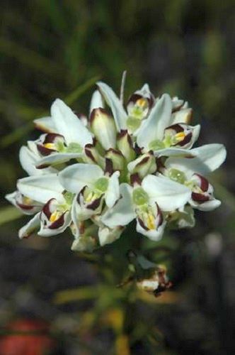 Disa bivalvata orquídea semillas