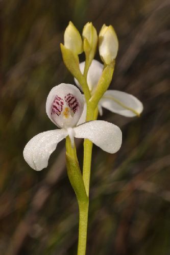 Disa caulescens orquídea semi