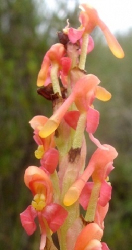 Disa chrysostachya orchidea semi