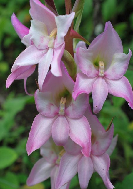 Disa crassicornis orquídea semillas