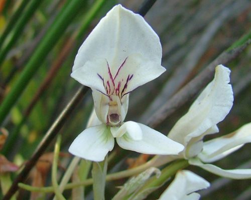 Disa draconis orchidea semi