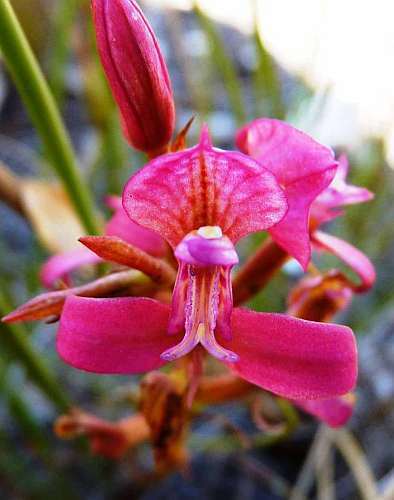 Disa filicornis Orchideen Samen