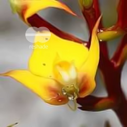 Disa flexuosa orquídea semillas