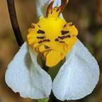 Disa flexuosa, orchid seeds