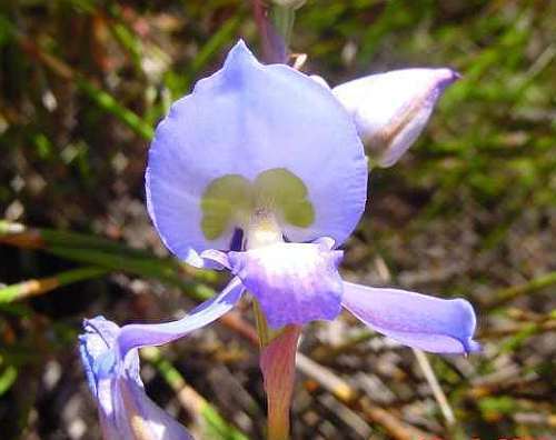 Disa graminifolia Blaue Disa – syn: Herschelia graminifolia Samen