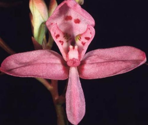 Disa marlothii Orchideen Samen