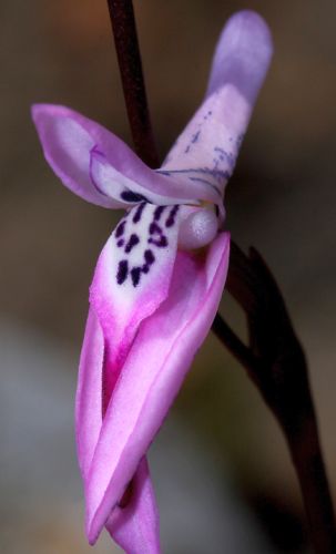 Disa obliqua orquídea semillas