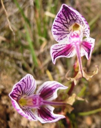 Disa spathulata Orchideen Samen