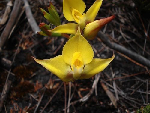 Disa tenuifolia orquídea semillas