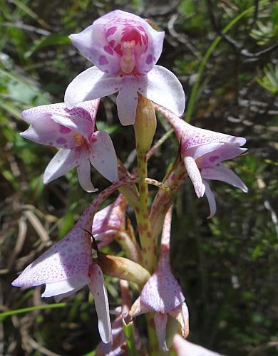Disa thodei orquídea semillas