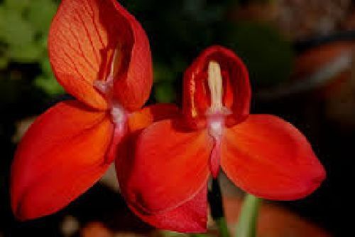 Disa uniflora orquídea semillas
