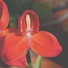 Disa uniflora, Pride of Table Mountain seeds
