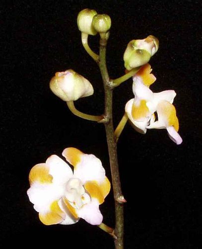 Doritis pulcherrima orchidea semi