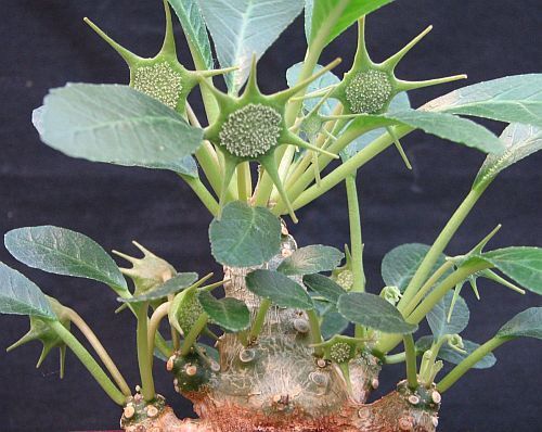Dorstenia foetida plante caudex graines