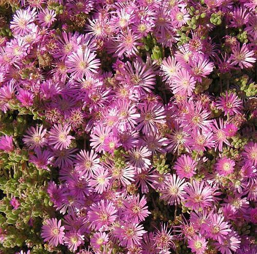 Drosanthemum floribundum planta suculenta semillas