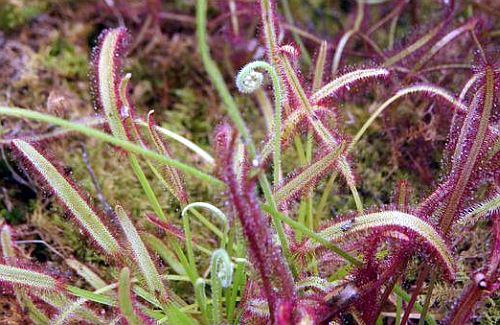 Drosera capensis bains clooth plantas carnivoras semillas
