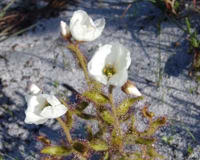 Drosera cistiflora white Drosera graines