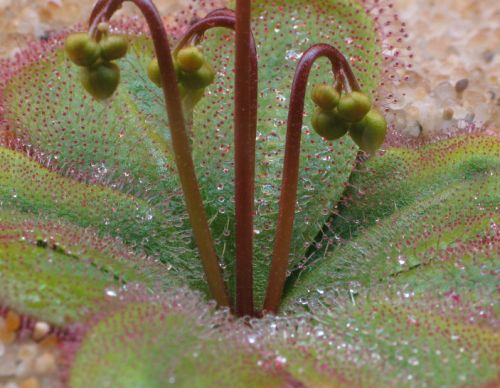 Drosera macrophylla  semillas