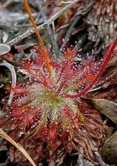 Drosera neocaledonia Rosée - Rossolis graines