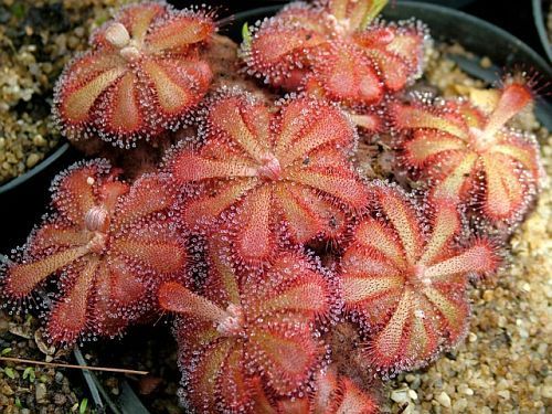 Drosera venusta Tsitsikama eleganter Sonnentau Samen