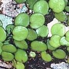 Drymoglossum piloselloides foug�re graines