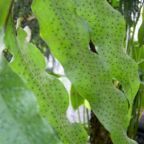 Drynaria quercifolia foug�re graines