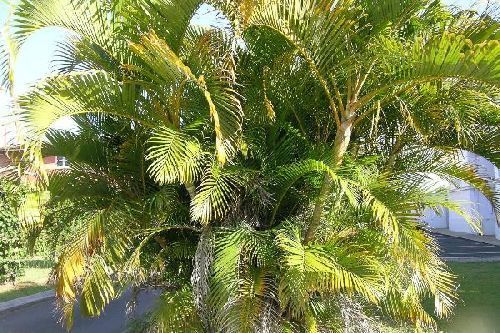 Dypsis lutescens Goldblattpalme - Goldfruchtpalme - Areca Palme Samen