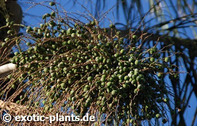 Dypsis lutescens  semillas