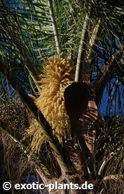 Dypsis lutescens Areca - Palmier cane d or graines