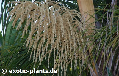 Dypsis lutescens Areca - Palmier cane d or graines