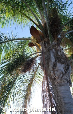 Dypsis lutescens Areca - Palmier cane d or graines