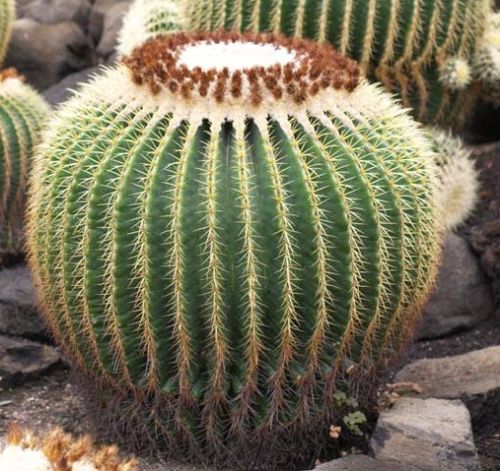 Echinocactus grusonii Schwiegermutterstuhl - Goldkugelkaktus Samen