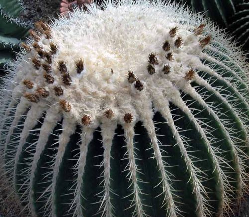 Echinocactus grusonii v alba Schwiegermutterstuhl - weiße Stacheln Samen