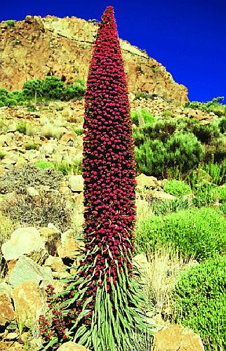 Echium wildpretii Wildpret Natternkopf - Roter Teide Natternkopf Samen