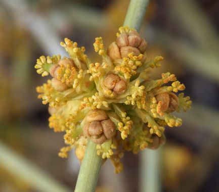 Ephedra nevadensis  semillas