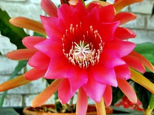 Epiphyllum Hybrid escalade cactus - orchidée cactus - feuilles de cactus graines