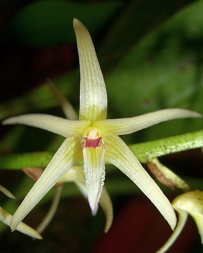 Eria javanica orquídea semillas
