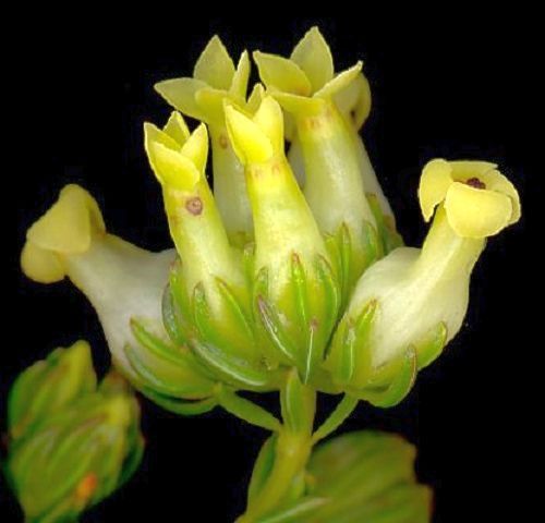 Erica denticulata Heidekraut Samen