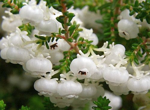 Erica formosa bruyère graines