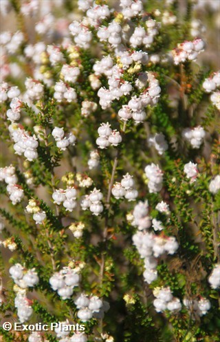 Erica formosa bruyère graines