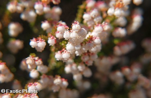 Erica formosa brughiera semi