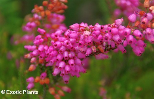 Erica lateralis bruyère graines