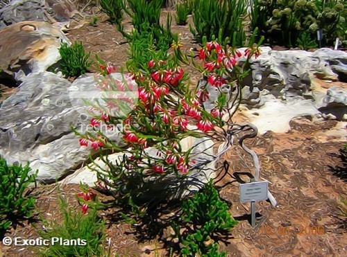 Erica regia  semi