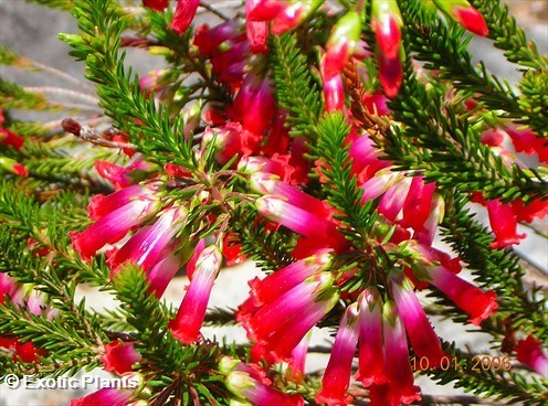 Erica regia  semi