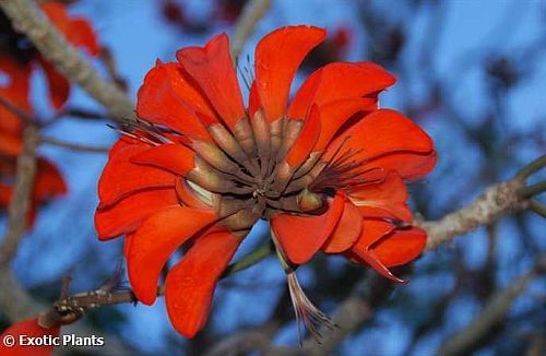 Erythrina caffra Эритрина каффра Семена