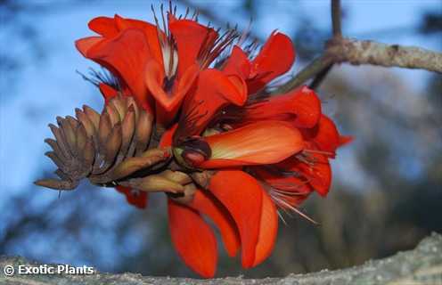 Erythrina caffra Érythrine caffre, Érythrine de Kafrarie graines