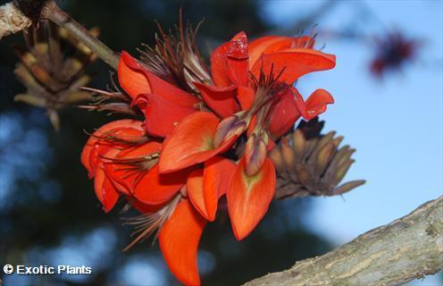 Erythrina caffra Albero del Corallo semi